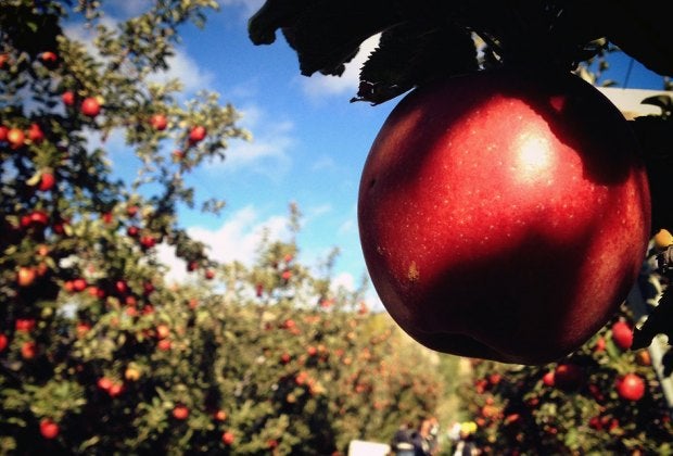 Pick from a number of apple varieties at Hudson Valley orchards. Photo by Leslie Seaton via Flickr