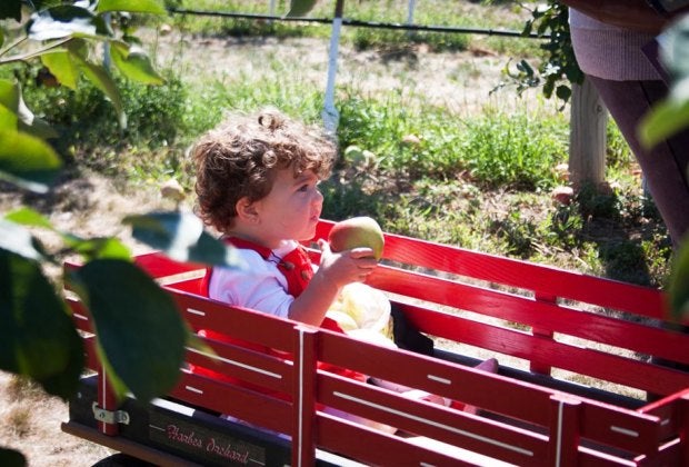 As part of the seasonal festivities enjoy apple-themed games thoughout the day at Harbes Family Farm. Photo courtesy of the farm 