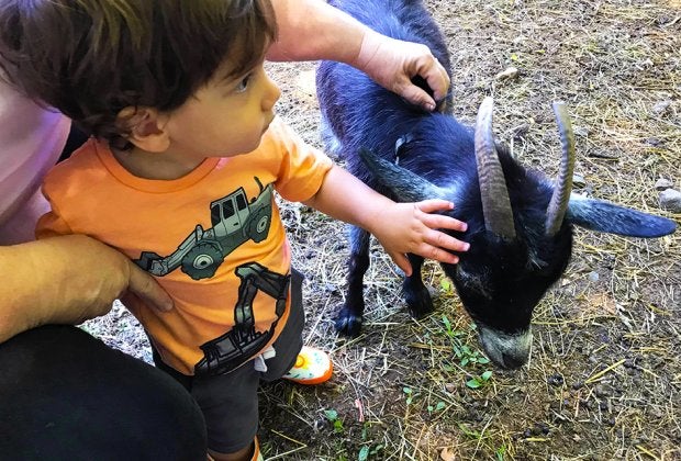 Pet baby goats on a visit to Brookhollow's Barnyard in Boonton. Photo by Kaylynn Ebner