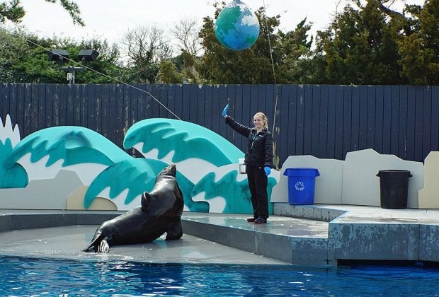 Wave hello to Bruiser, the talented sea lion and star of the Aquatheater show at the New York Aquarium.