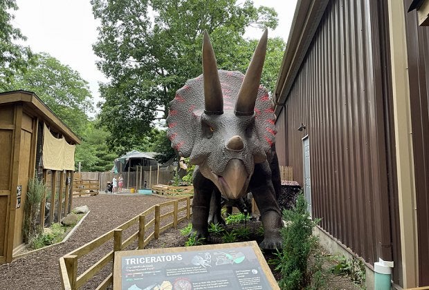 The new roaring triceratops model at the Center for Science Teaching and Learning is one of the highlights of the overhauled exhibit.