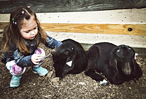 Enjoy quality time with the animals at the Suffolk County Farm and Education Center.