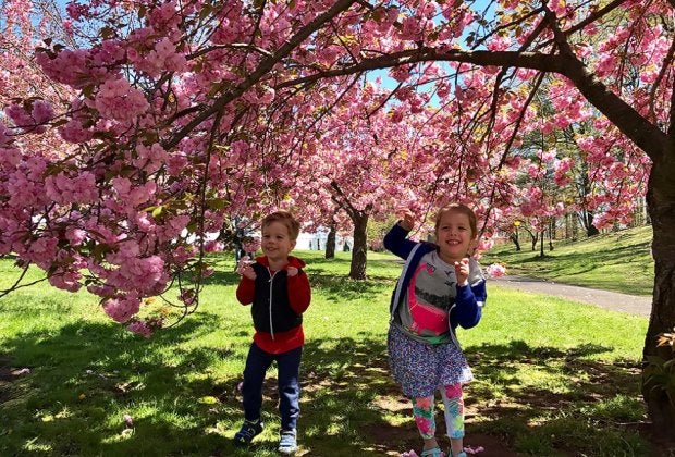 Celebrate the springtime arrival of the glorious cherry blossoms in Branch Brook Park. Photo by Rose Gordon Sala