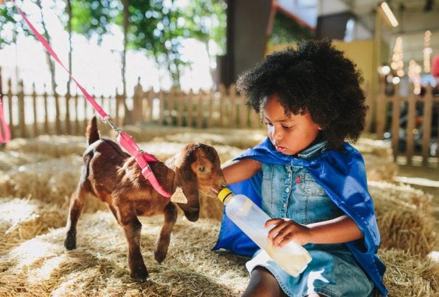 Feeding time! Photo courtesy of Los Angeles County Fair
