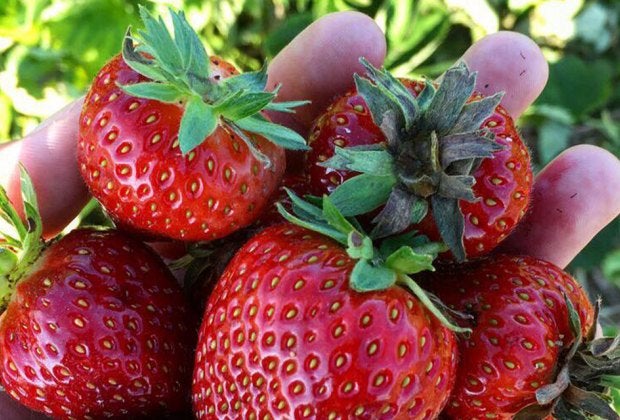 Fill your baskets with ripe strawberries at Glover Farms in Brookhaven. Photo courtesy of the farm