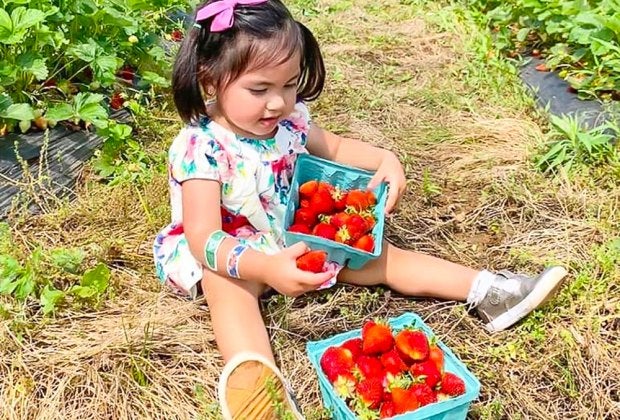 Full up your buckets with juicy red strawberries. Photo courtesy of Great Country Farms