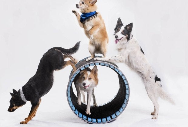 Start 2026 with furry performers at Mutts Gone Nuts, a showcase of the most talented, hysterical four-legged performers! Photo courtesy Mutts Gone Nuts