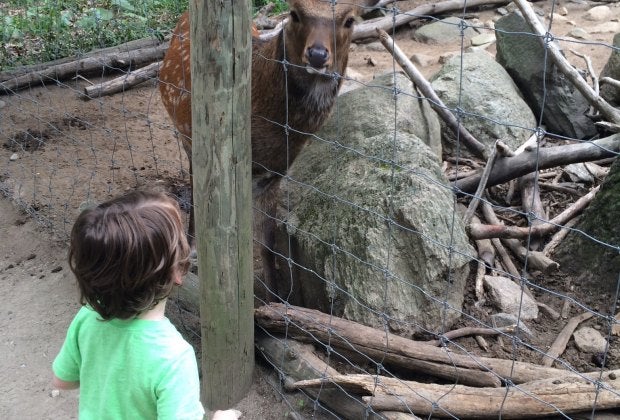 Get animal encounters and more family fun visiting Southwick's Zoo in Mendon, Massachusetts! Photo courtesy of Mommy Poppins