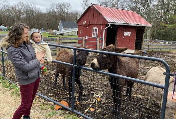 Spend time with pumpkin-eating donkeys at Southampton's Muddy Paws Farm Rescue. Photo by the author