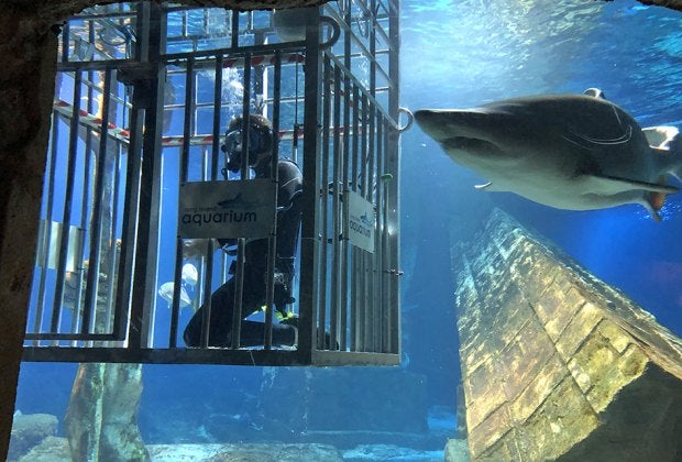 Animal encounters are easily one of the most fun and memorable parts of visiting the Long Island Aquarium.