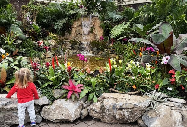 Hicks Nursery offers visitors an early glimpse of spring, when its indoor gardens get decked out in brilliant ant colors each March.