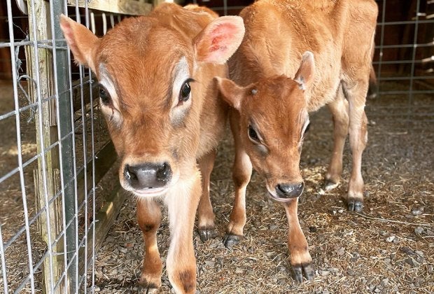 Visit farm animals and join an egg hunt at Alstede Farms' Springtime and Easter Festival. Photo by Kaylynn Chiarello Ebner