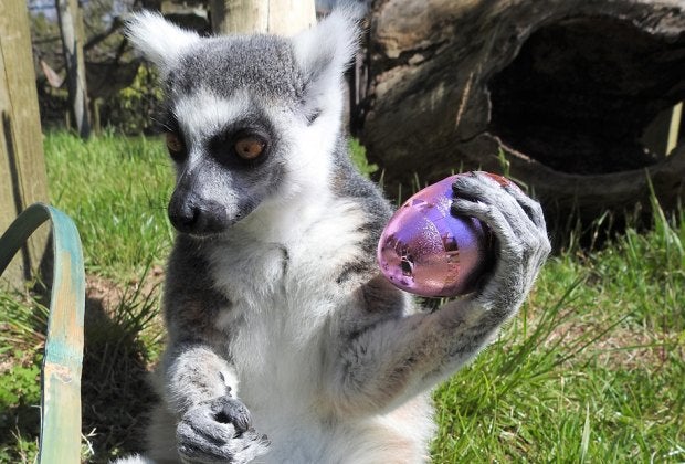 Love finding Easter eggs? Head to the egg hunt at Cape May County Zoo and Park. Photo courtesy of the park