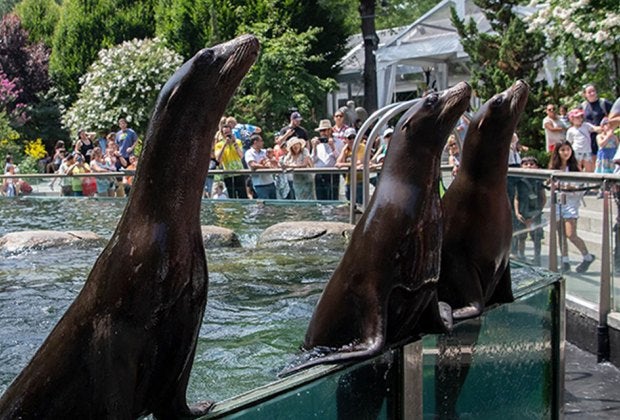 It's always exciting to see the sea lion feeding at Central Park Zoo! Photo by Julie Larsen Maher/WCS
