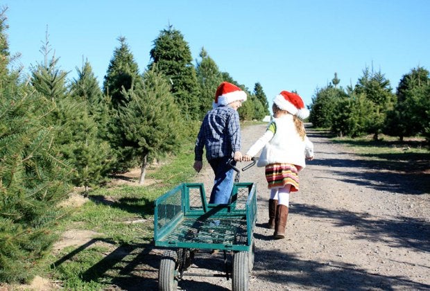 Families at Ergle Christmas Tree Farm work together to choose and cut their very own Christmas tree. Photo courtesy of the farm