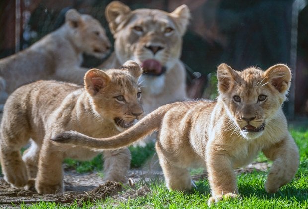 The lion cubs; Pesho, Lomelok and Sidai! Photo courtesy of the Lincoln Park Zoo