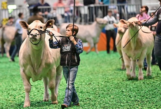 Little boy showing his steer. Photo courtesy of the Houston Livestock Show Rodeo
