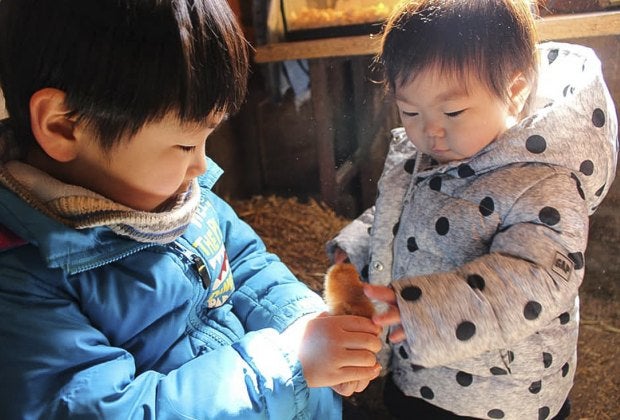 Hold baby animals at Enjoy Pioneer Farm. Photo courtesy of Pioneer Farm, Facebook