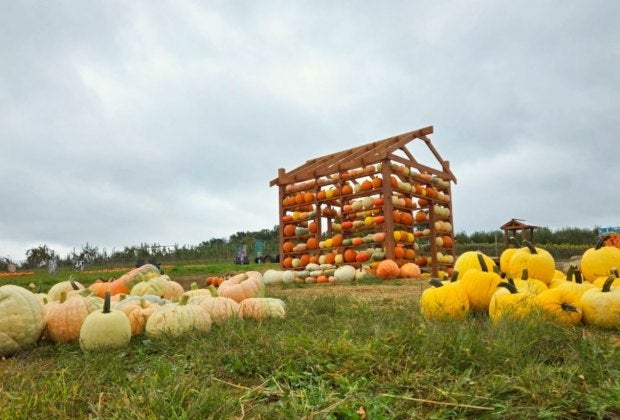 Pick pumpkins and enjoy plenty of fall fun at Outhouse Orchards—no car required. Photo courtesy of the farm