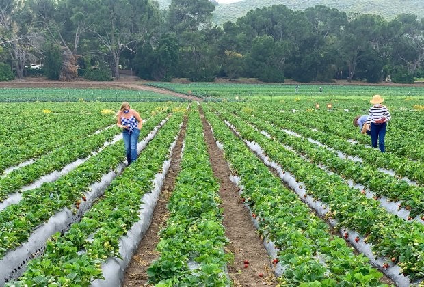 Photo courtesy of Underwood Family Farms