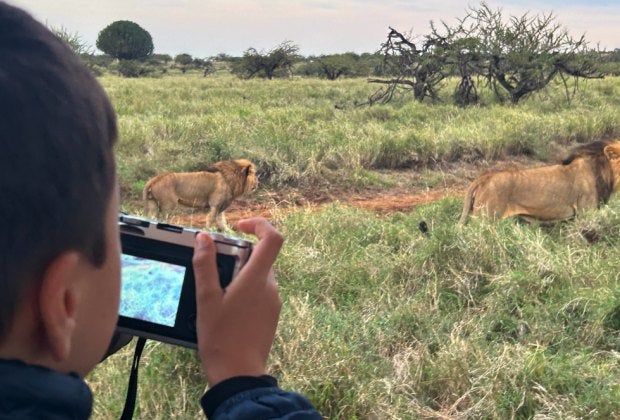 Kids can capture the king of the savannah on camera from the safety of a safari bus. Photo by the author