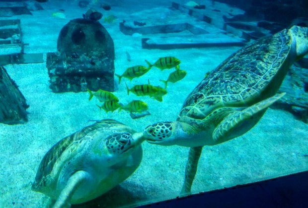 Photo via Camden Adventure Aquarium