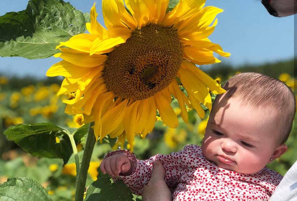 Celebrate summer at Alstede Farms' Sunflower Festival. Photo courtesy of the farm