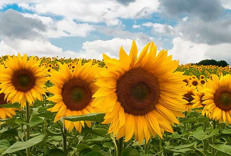 There's plenty of time to fill your days with more summer fun! Photo courtesy of Lyman Orchards
