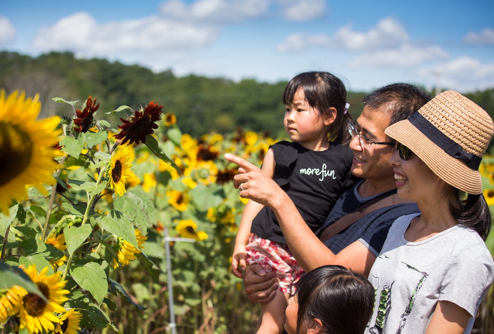 2025 Lyman Orchards' Sunflower Maze in Middlefield