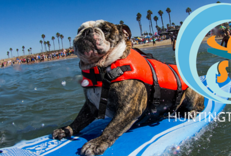 Surf City Surf Dog