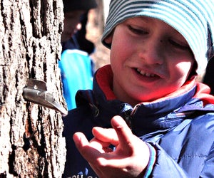 Maple tree tapping season is coming up with plenty of festivals and ceremonies to attend! Photo by Susan Miele
