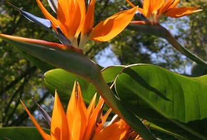 Free Day at South Coast Botanic Garden
