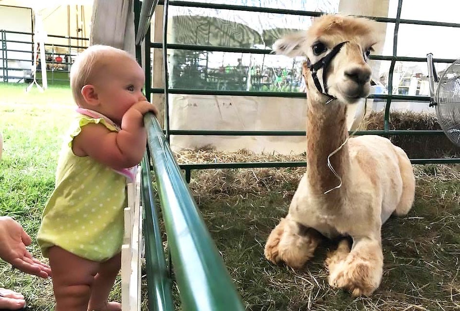 Meet the sweet alpacas at Swallow Hill Farms Alpaca Open House. Photo courtesy of the farm