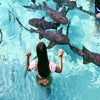 Meet nurse sharks during a day trip around the Exumas, a string of islands in the Bahamas.