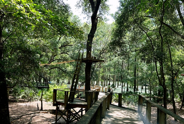 Things to do in Tallahasse: Explore the Tallahassee Museum from the treetops