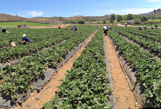 Strawberry Picking Near Los Angeles: Tanaka Farms