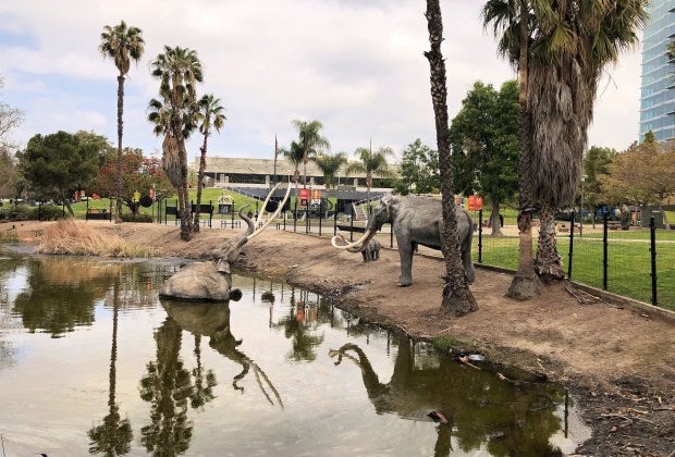 California Fun Facts for Kids: La Brea Tar Pits