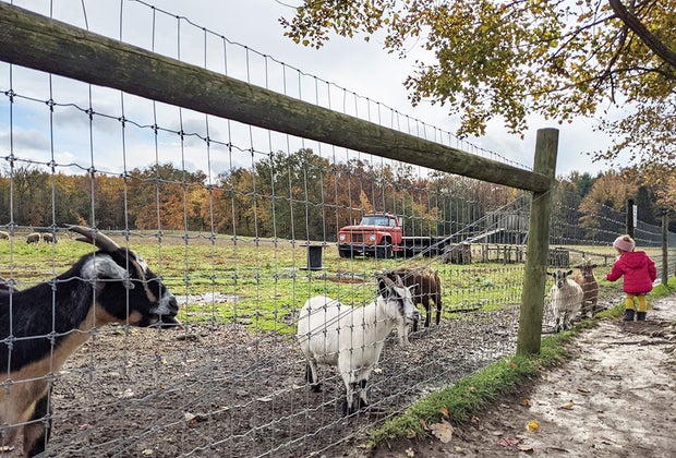 Girl feeding goats at Terhune Orchards