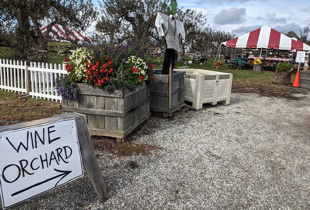 Wine orchard at Terhune Orchard