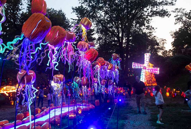 Guide to Visiting the Great Jack-o'Lantern Blaze Hudson Valley: Jack-o'-lantern jellyfish