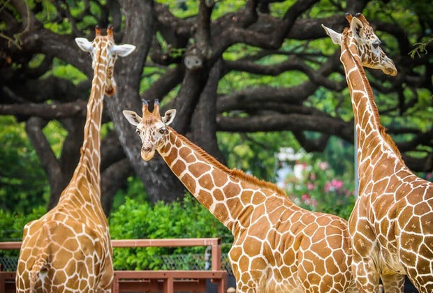 Honolulu Zoo Giraffes