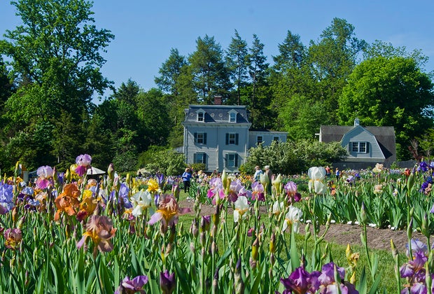 See the stunning collection of irises at Presby Memorial Iris Gardens