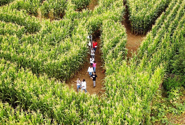 Visitors navigate the corn maze at the Queens County Farm Museum