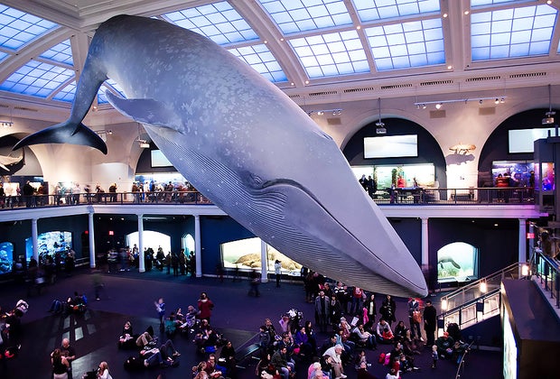 AMNH: Blue whale in the Hall of Ocean Life