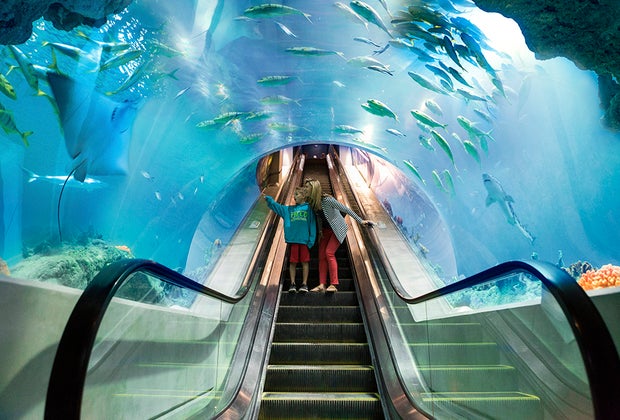 Scottsdale with Kids: OdySea Aquarium