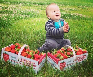 Head up to Wisconsin for 150 acres of strawberry plants. Photo courtesy of the Thomson Strawberry Farm, Facebook