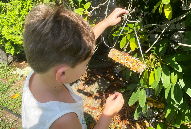 toilet paper roll bird feeder
