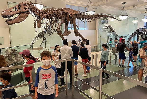Boy in front of T. Rex at AMNH one of our favorite NYC tourist attractions