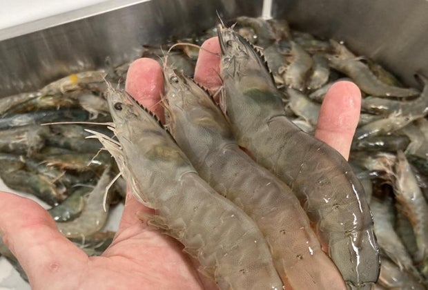 Favorite New Kid-Friendly Things: Shrimp farm!