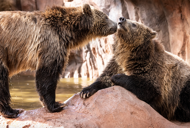Travel Arizona: Bearizona Wildlife Park